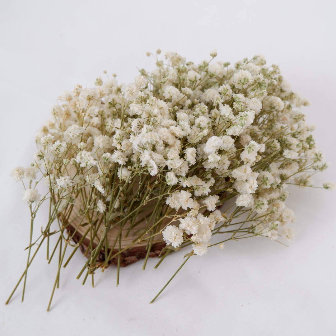 Dried Flowers White Mini Dried - đánh giá và giá Baby Breath Dried