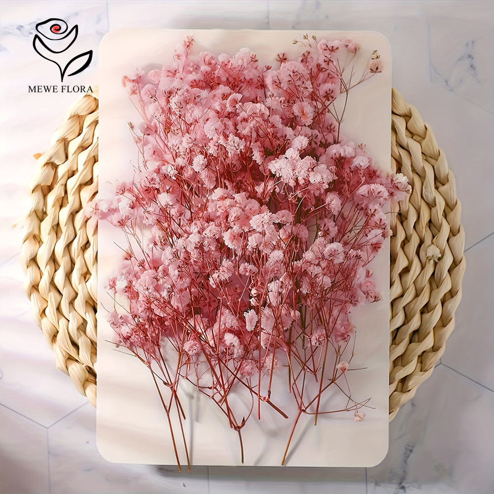 100 Small Branch Dried Baby's  - đánh giá và giá Baby Breath Dried